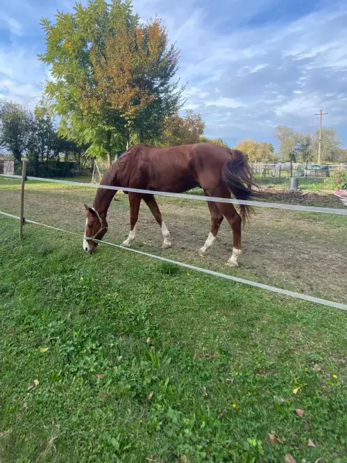 Centro estivo di Equitazione a Campogalliano